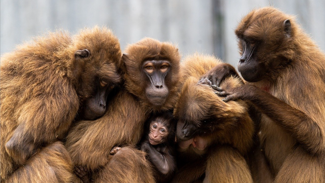 Проучване: Стресът при приматите намалява, след като са пуснати на свобода