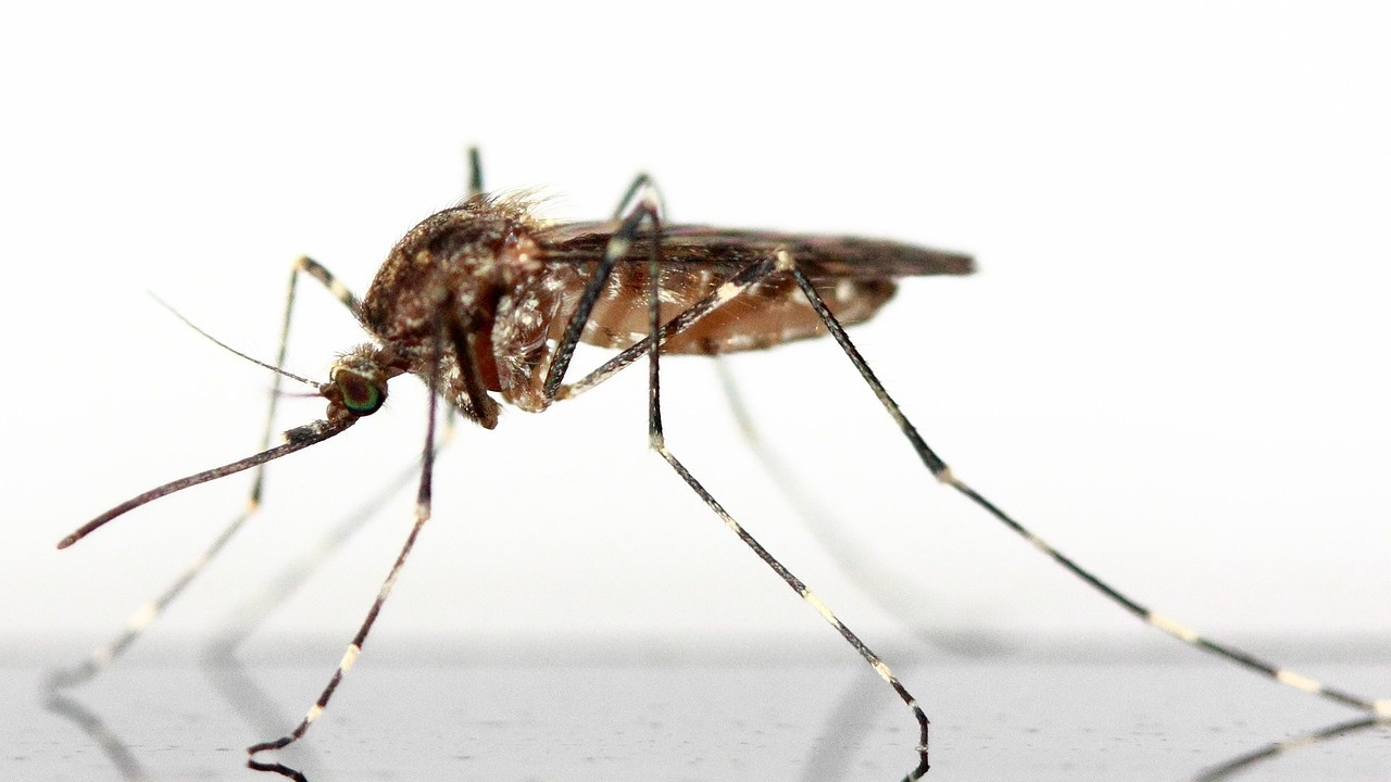 Пет естествени аромата срещу комарите