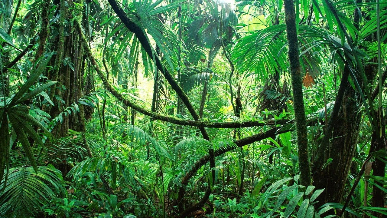 Откритите в амазонската джунгла деца ще останат в болница поне 2 седмици