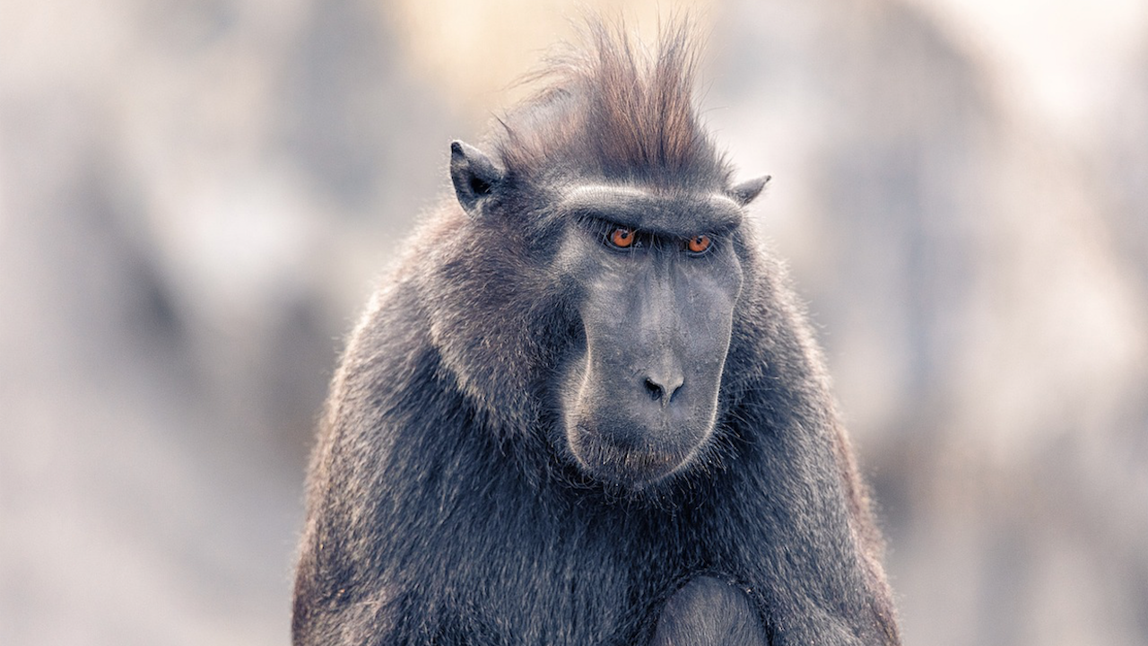 Маймуни избягаха от зоопарк в чешки град