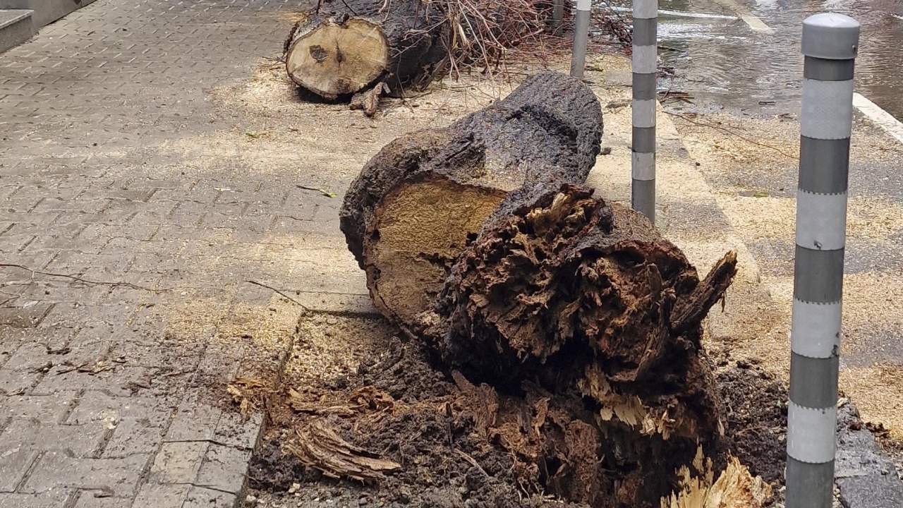 Дървото, което падна и рани момиче в София, е било с изгнили корени