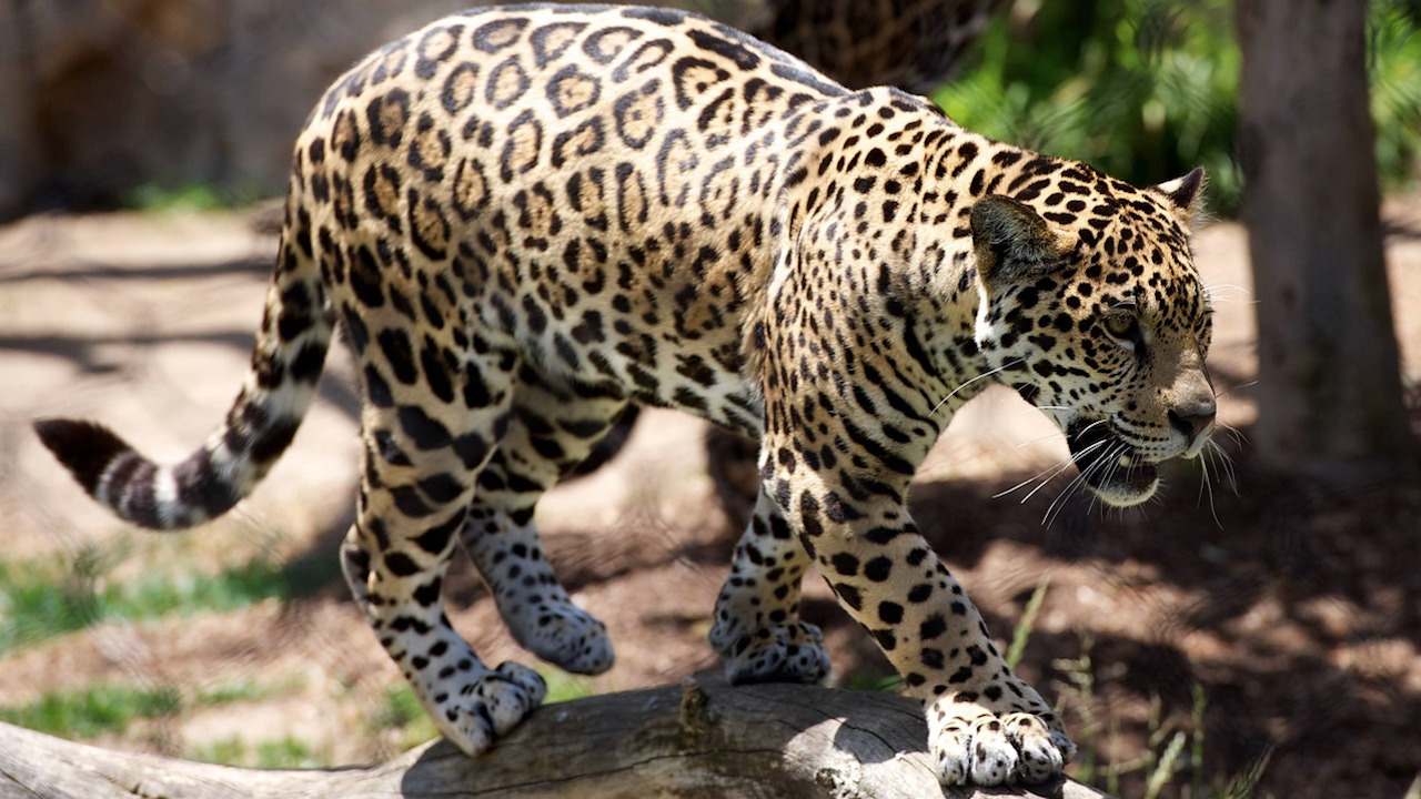 Леопард избяга от клетката си в зоопарка в Стара Загора