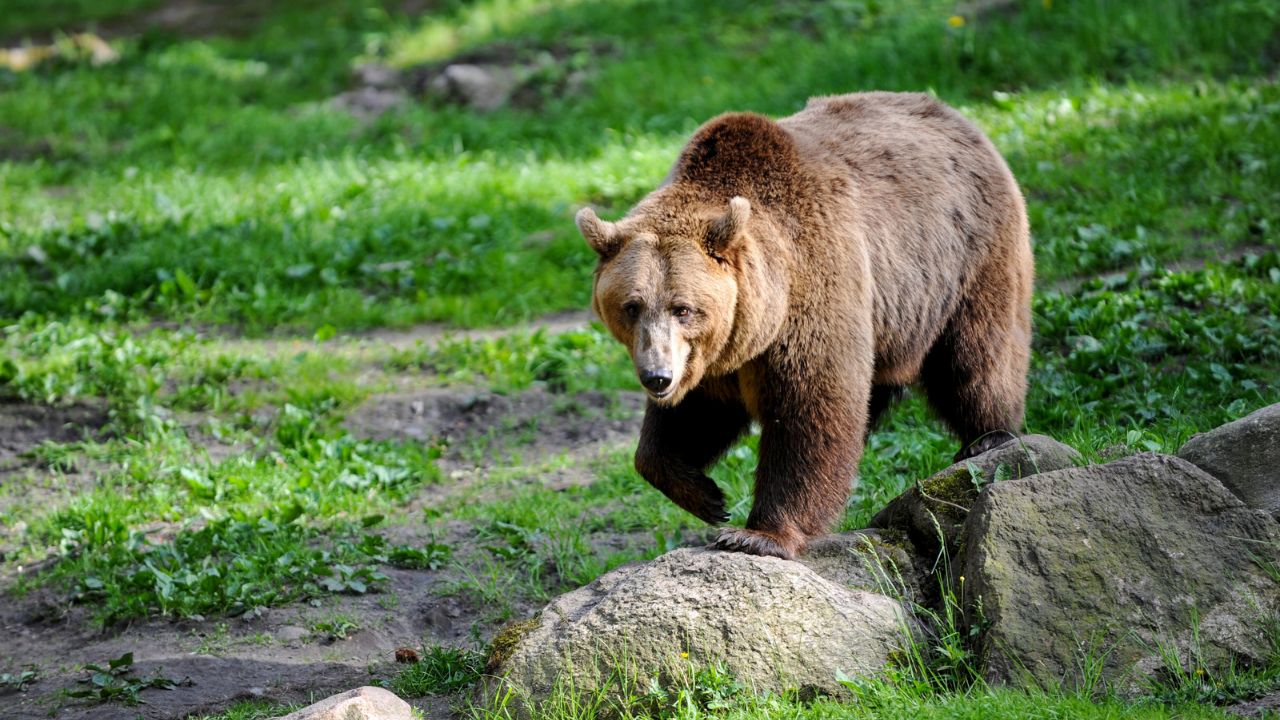 Сигнали за поява на мечки в близост до Ловеч