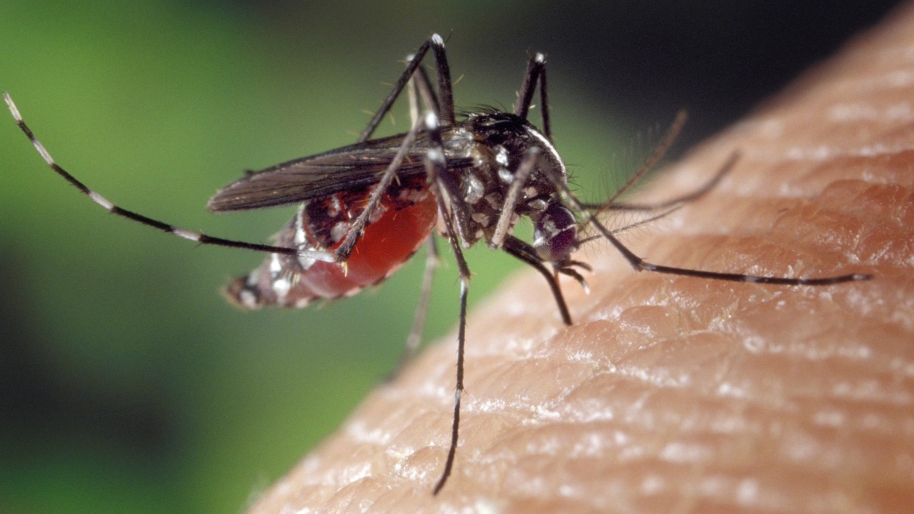 Нашествие на комари по поречието на Дунав