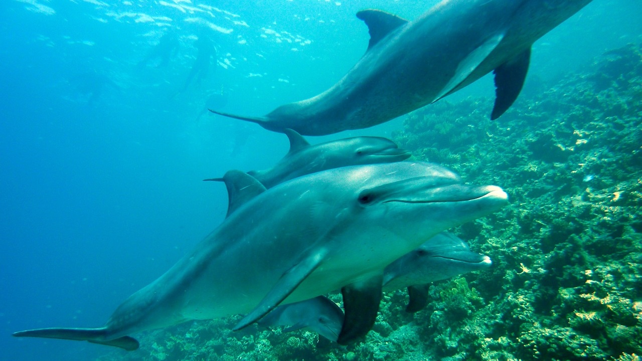 Майките делфини използват бебешки говор, когато викат малките си