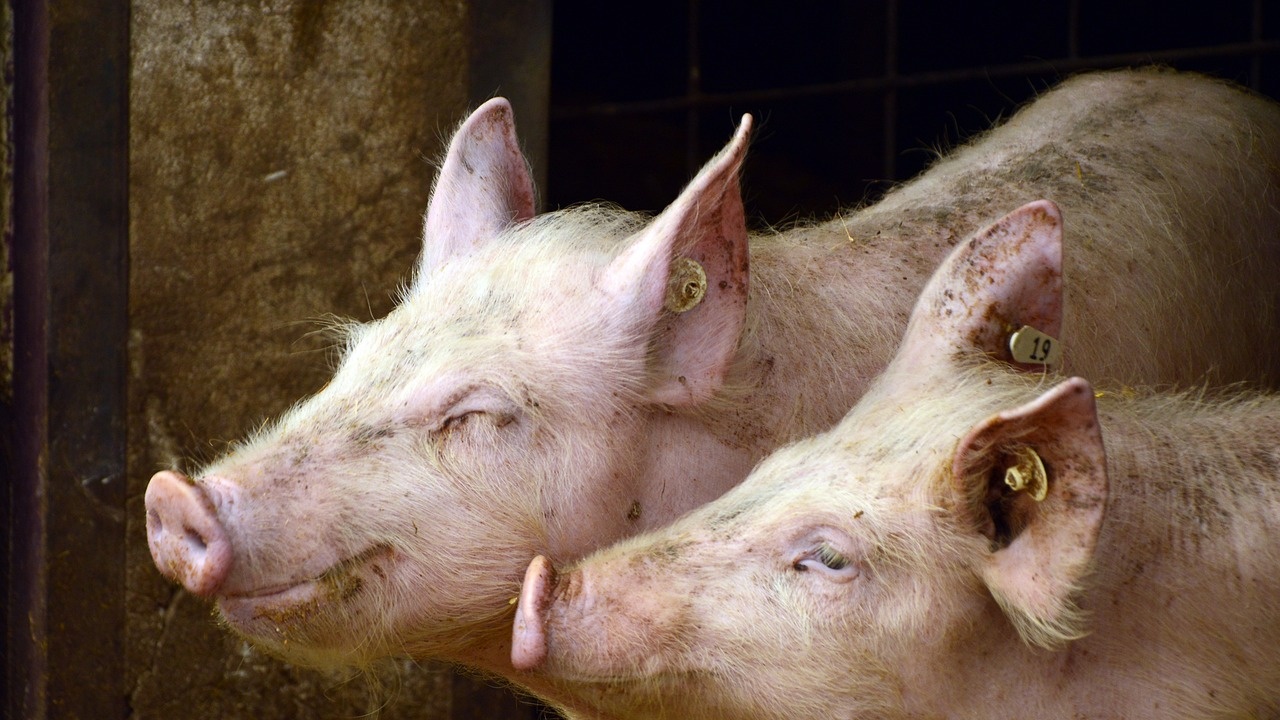 Четвърта година продължава кампанията за борба с Африканската чума по свинете