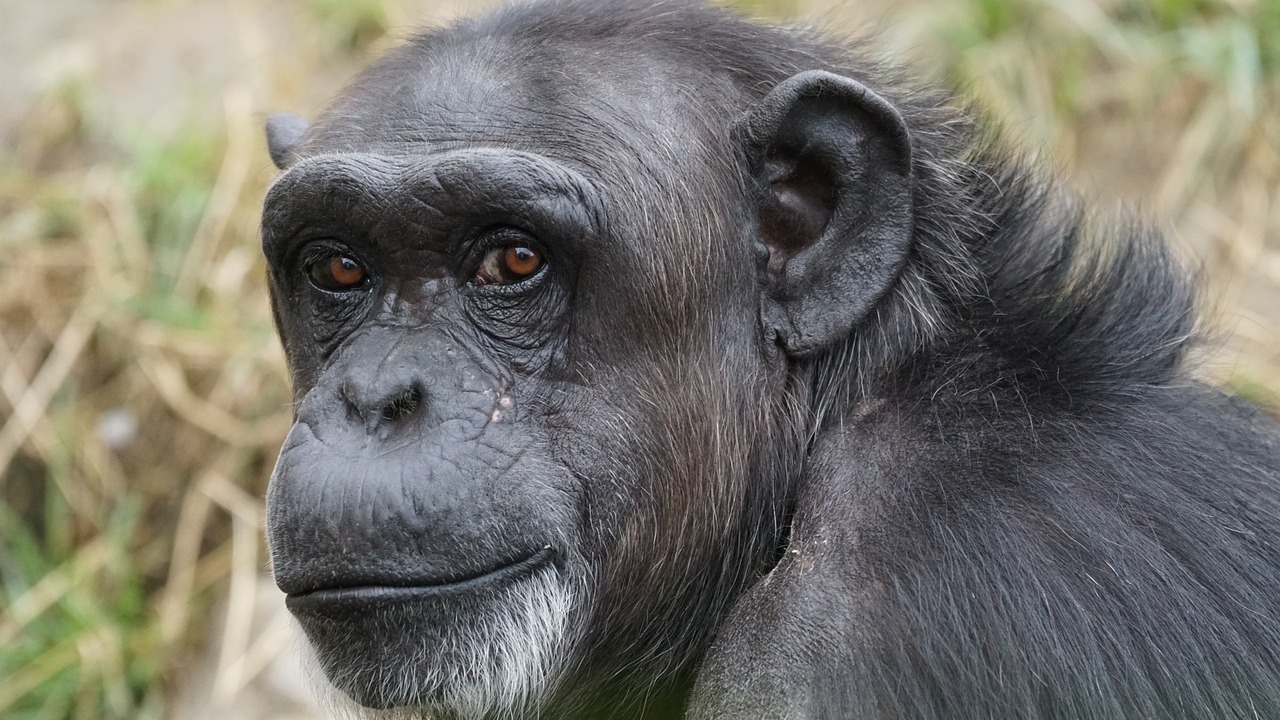 Тийнейджърите и подрастващите шимпанзета имат сходно рисково поведение