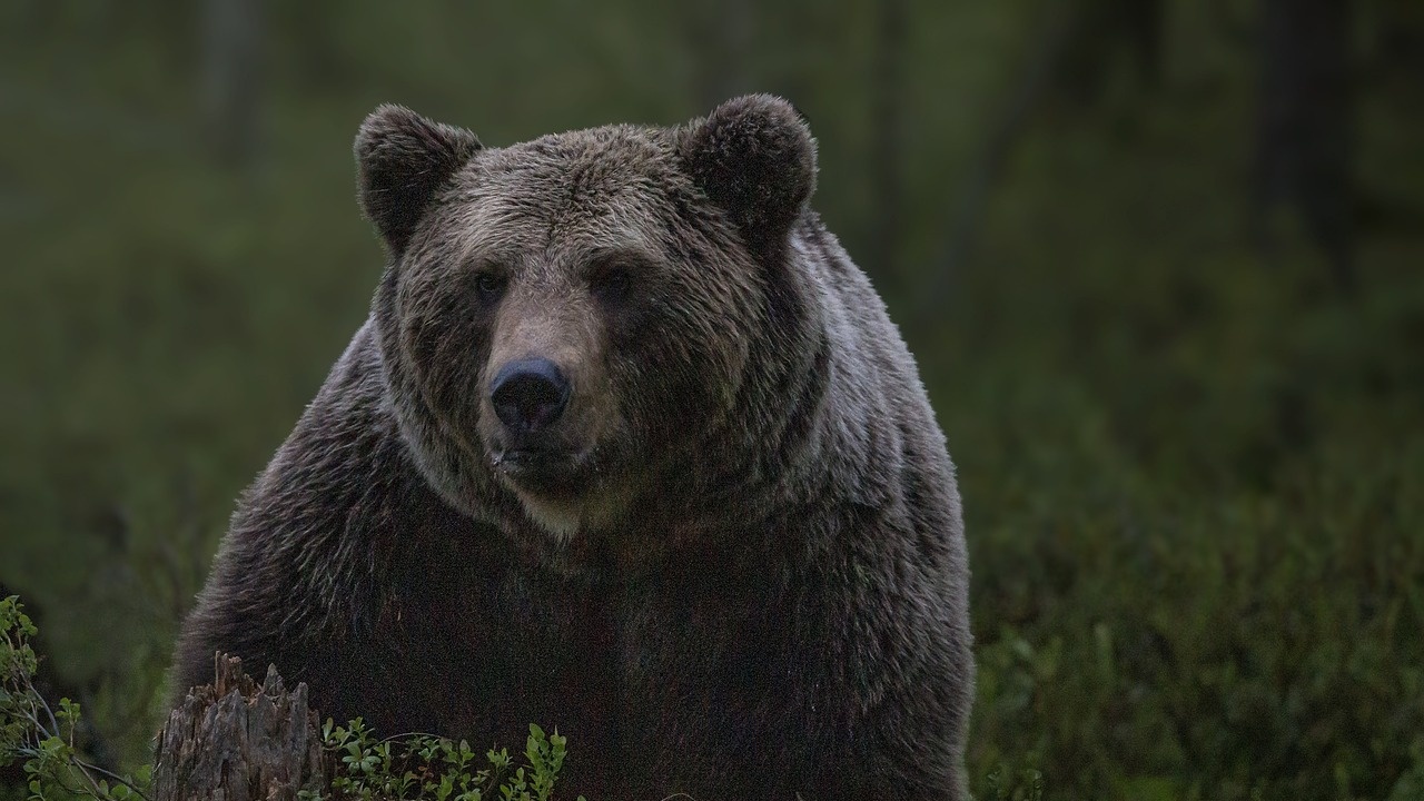Екологът Владимир Тодоров: При среща с мечка хората не трябва да бягат, а плавно да отстъпят