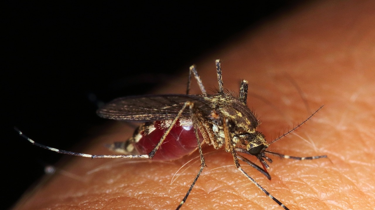Извършват мащабна обработка срещу комари и листни въшки в Поморие, Каблешково и Ахелой