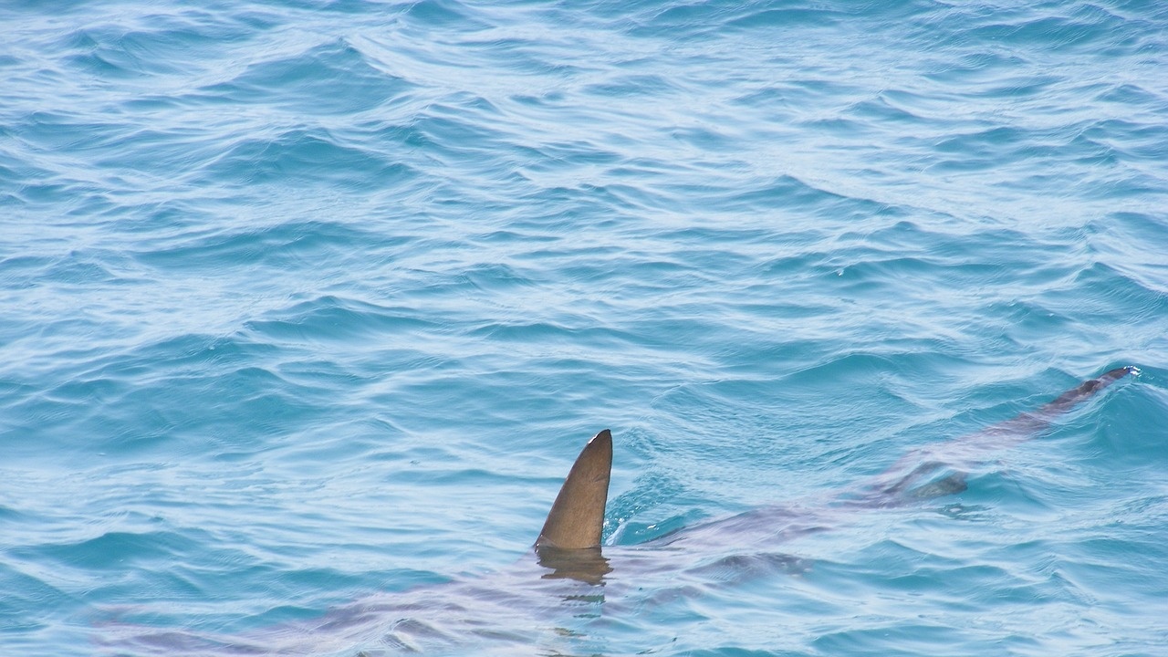 Акула изненада плажуващи във Флорида