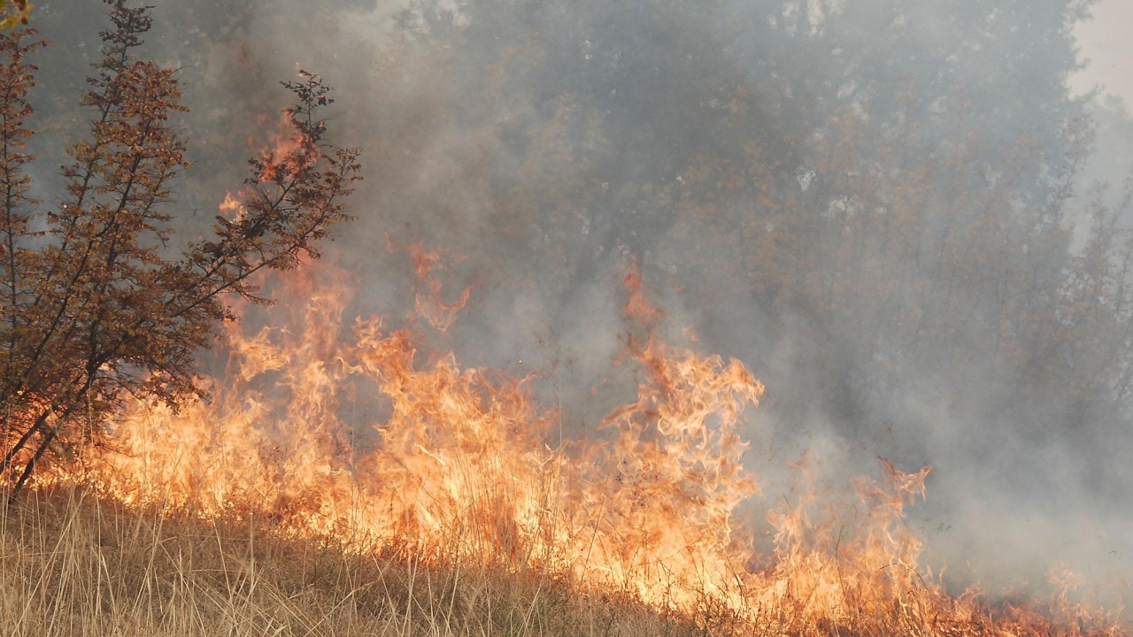 Пожар в нива с пшеница избухна в димитровградското село Добрич