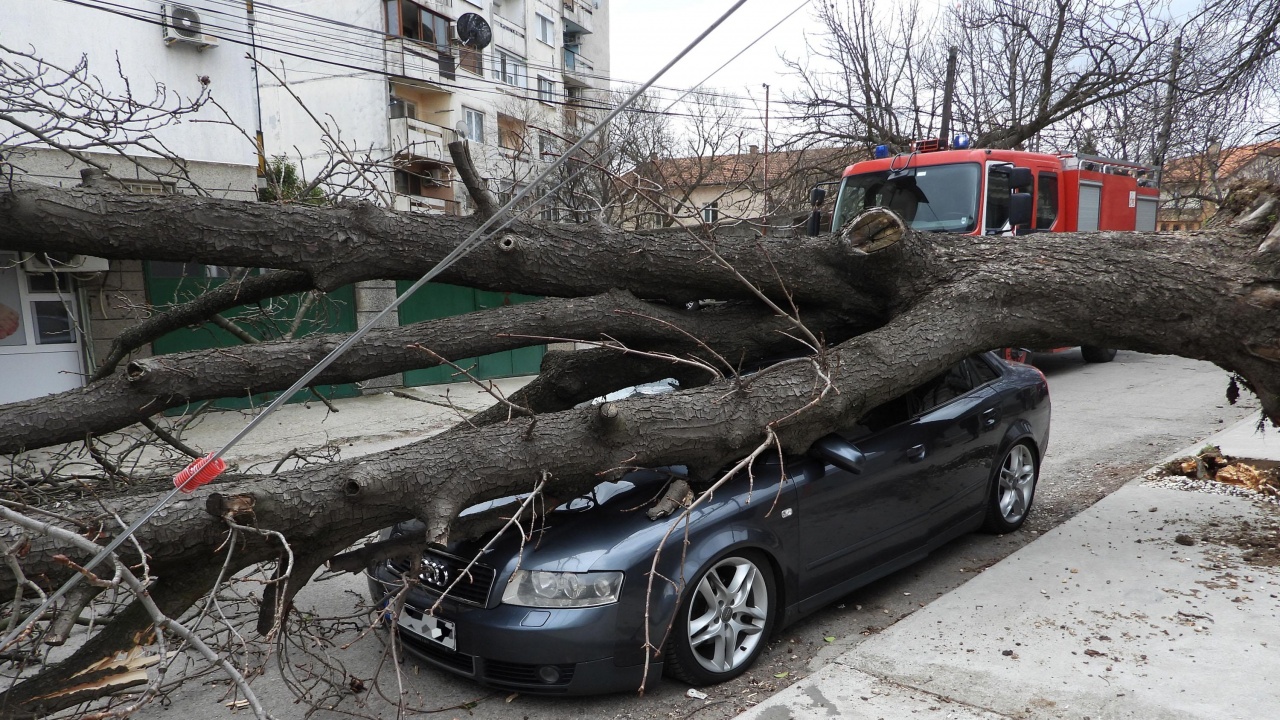 Дърво падна върху кола в Пловдив