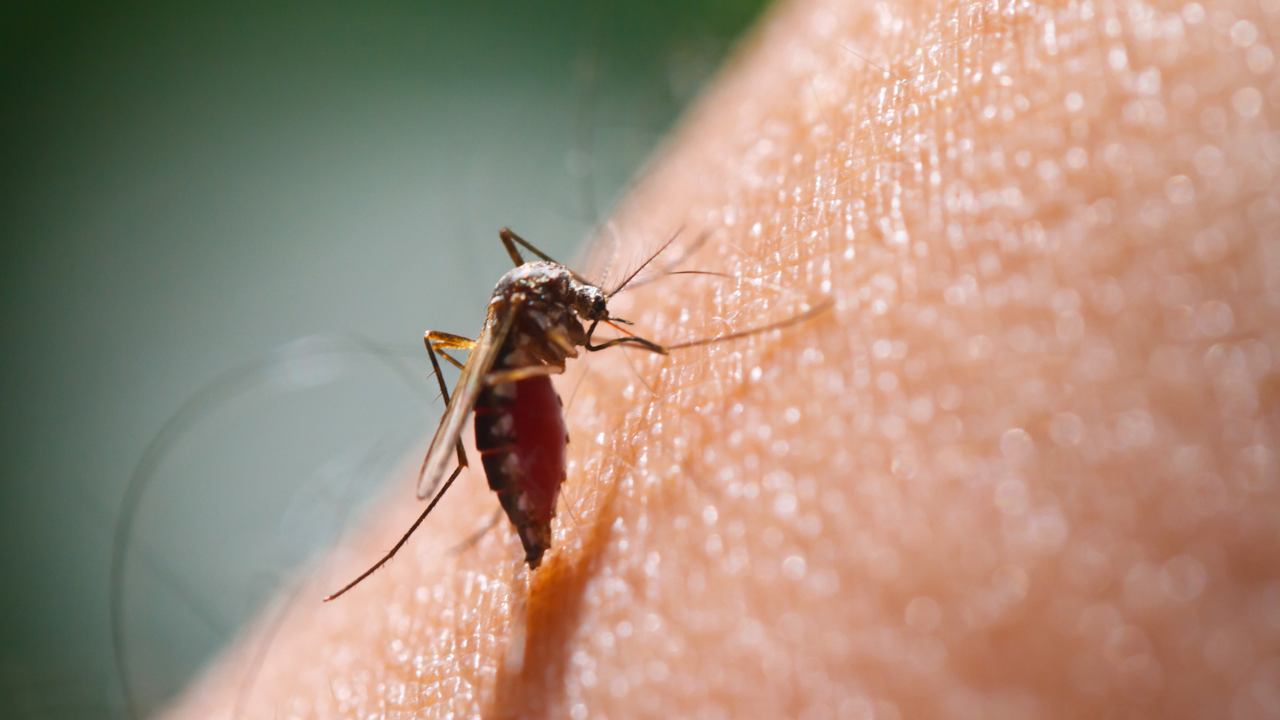 Пръскат срещу комари в Русе и населените места от общината