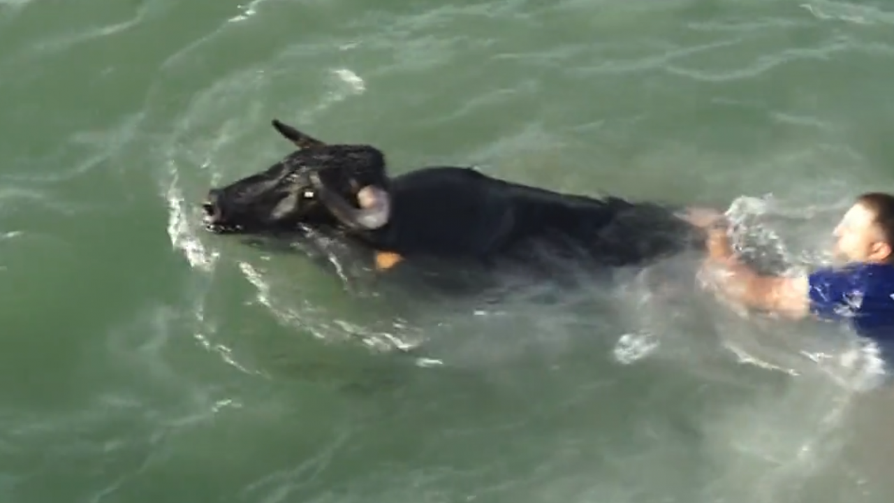 Бик се удави в Испания по време на местен фестивал