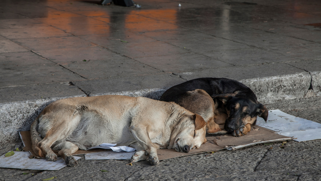 Арестуваха общински служители в Благоевград след сигнал за убийства на кучета