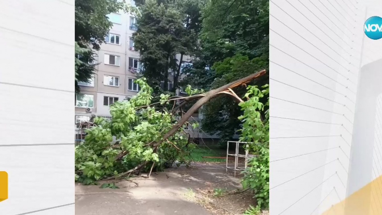 Голям клон на дърво падна върху детска площадка в София