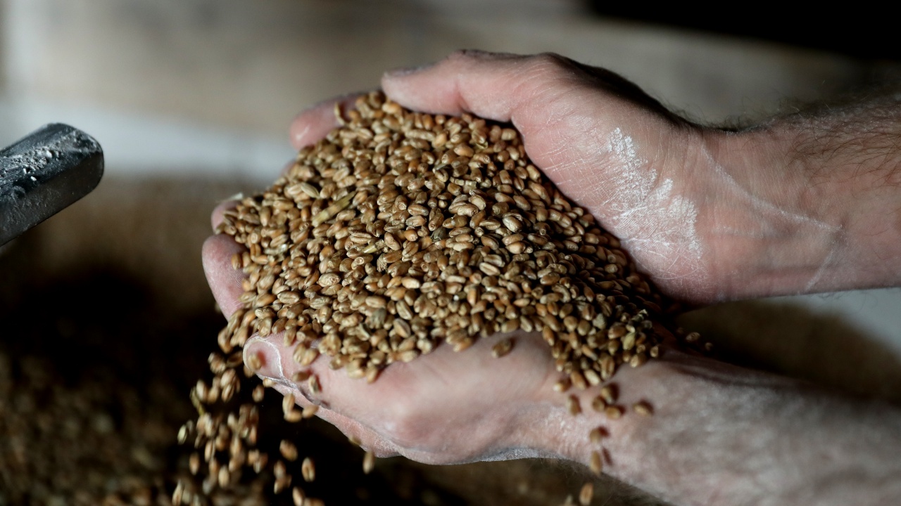 Цената на пшеницата расте след оттеглянето на Русия от зърнената сделка
