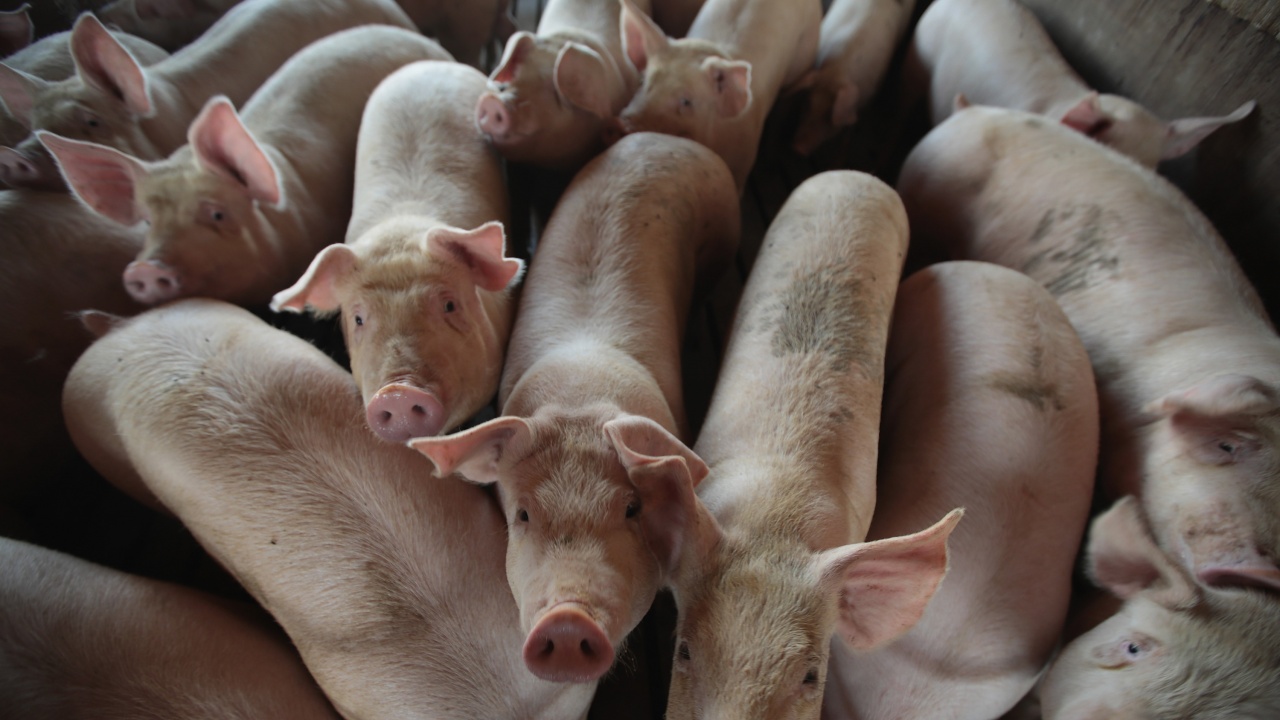 Африканска чума по свинете в 97 ферми в Хърватия