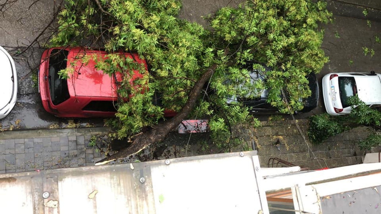 Мощна буря в Харманли изкорени дървета и смачка автомобили