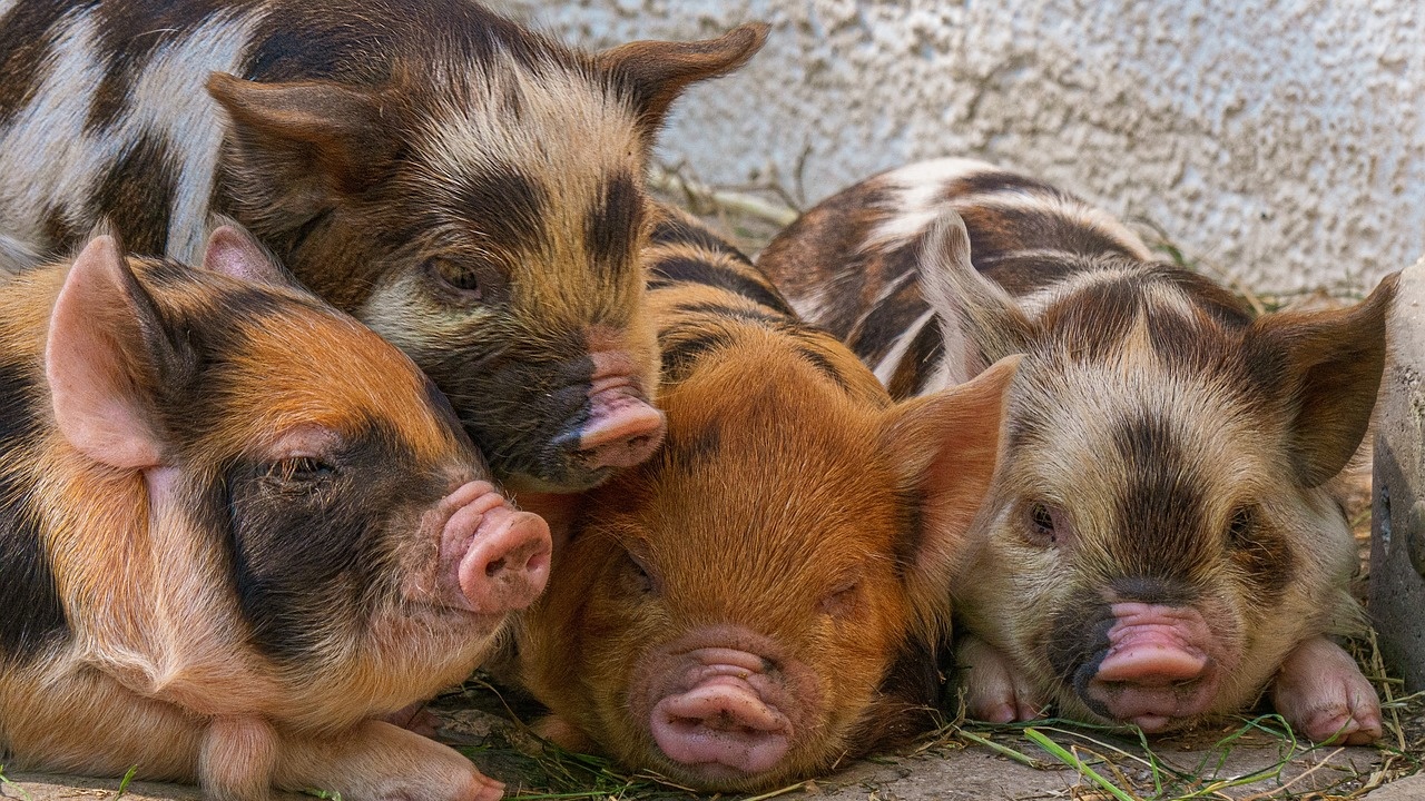 Хърватия осигури 7,5 милиона евро в помощ на свиневъдите, пострадали от африканската чума по свинете