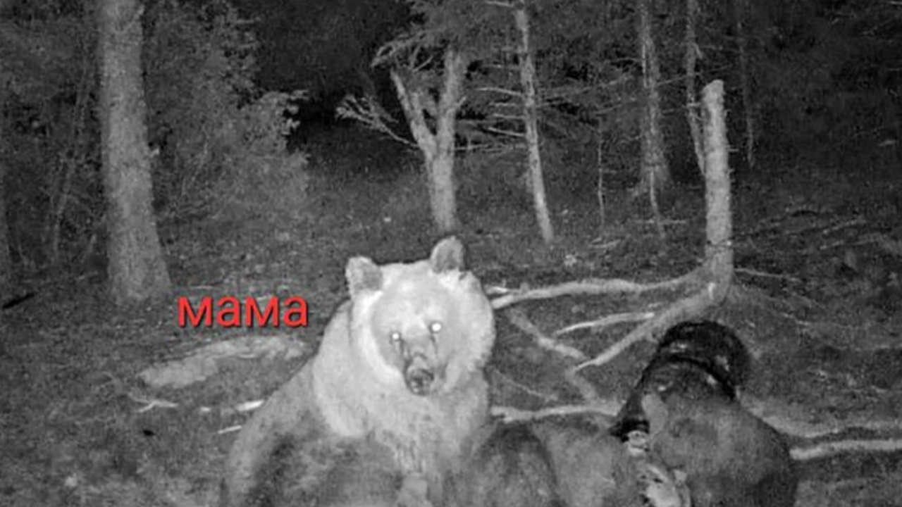 Рядък феномен край Чепеларе: Още подробности за кафявата мечка, родила четири малки