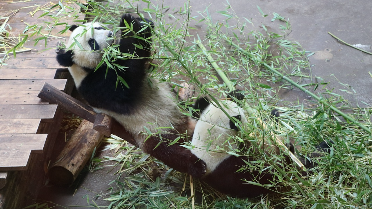 Първата панда, родена във Франция, замина за Китай