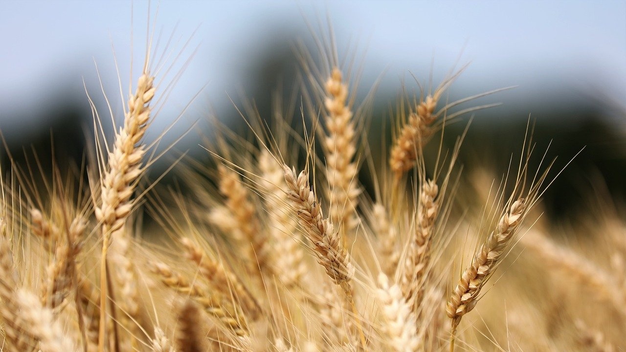 По-голяма част от пшеницата в Добруджа е прибрана