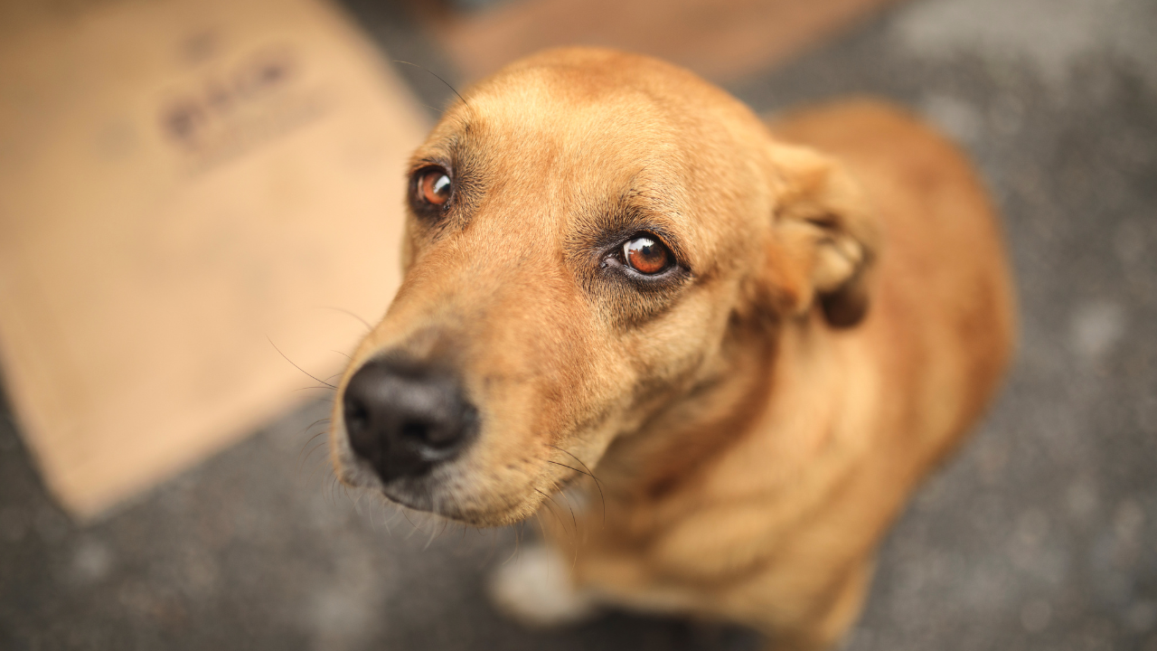 Изоставено куче с деформирани крачка намери своя дом и семейство