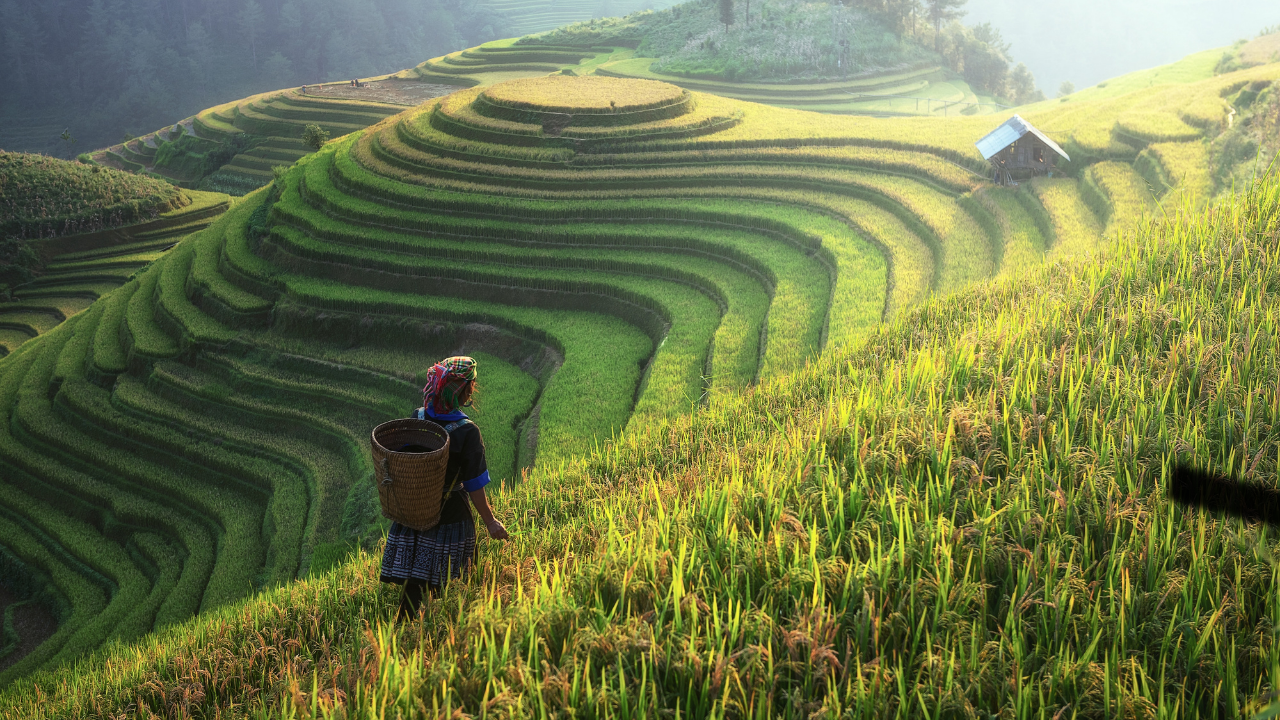 ВНА: Цените на виетнамския ориз се увеличават след забраната за износ от Индия