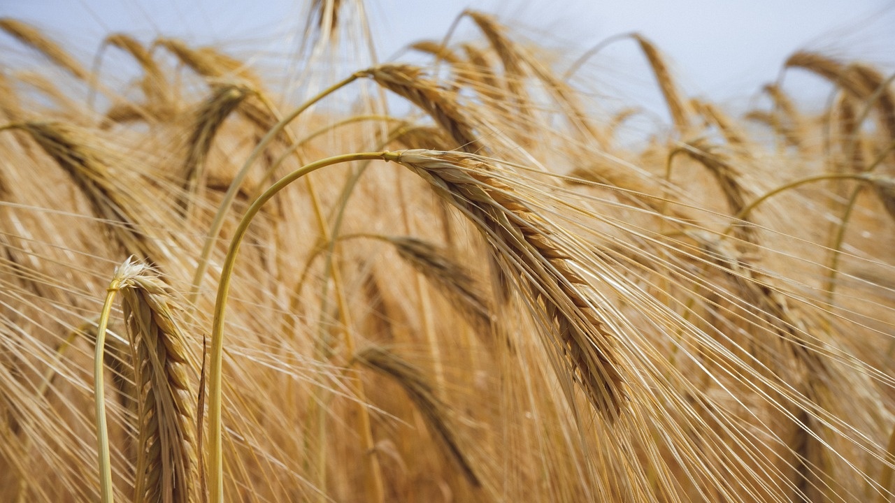 Пшеницата поскъпва с близо 5%
