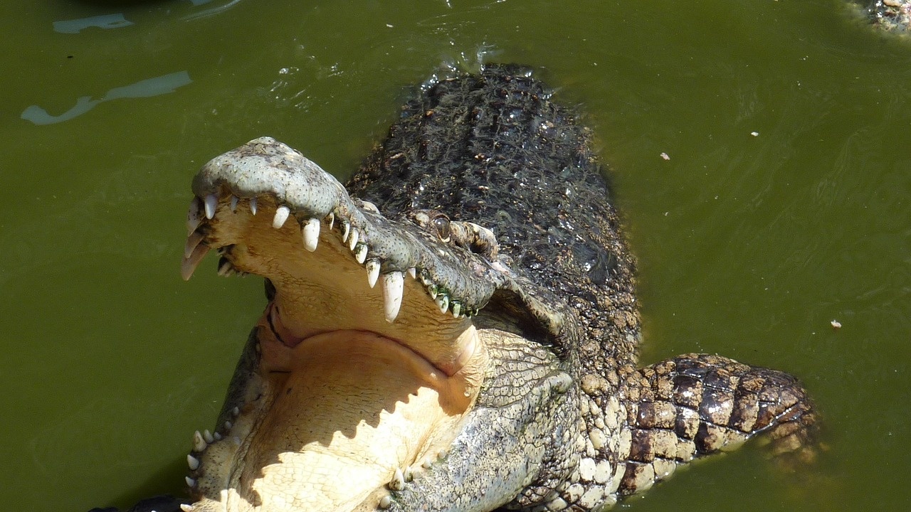Футболист от Коста Рика загина в челюстите на крокодил