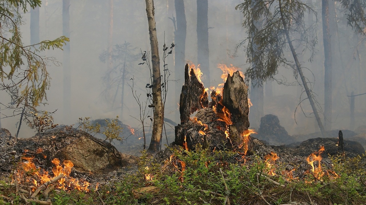 Пожар пламна край Петрич