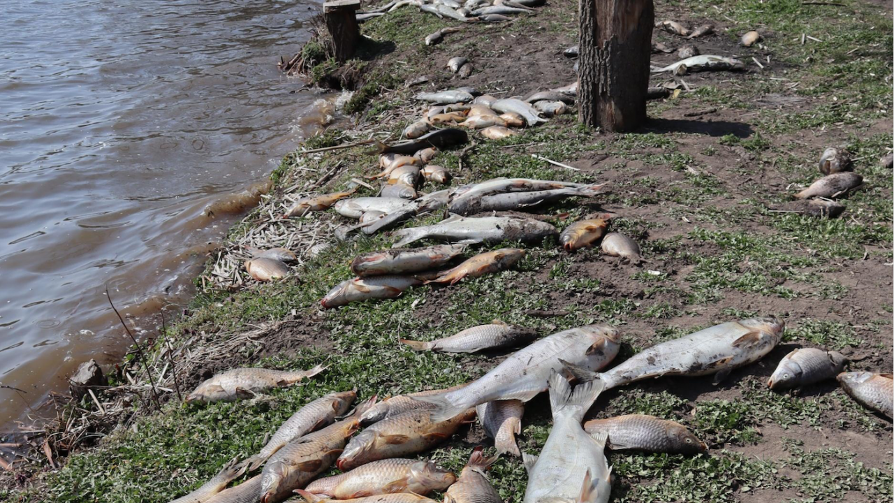 Налагат санкции на Девин ЕАД за измрялата риба в река Девинска