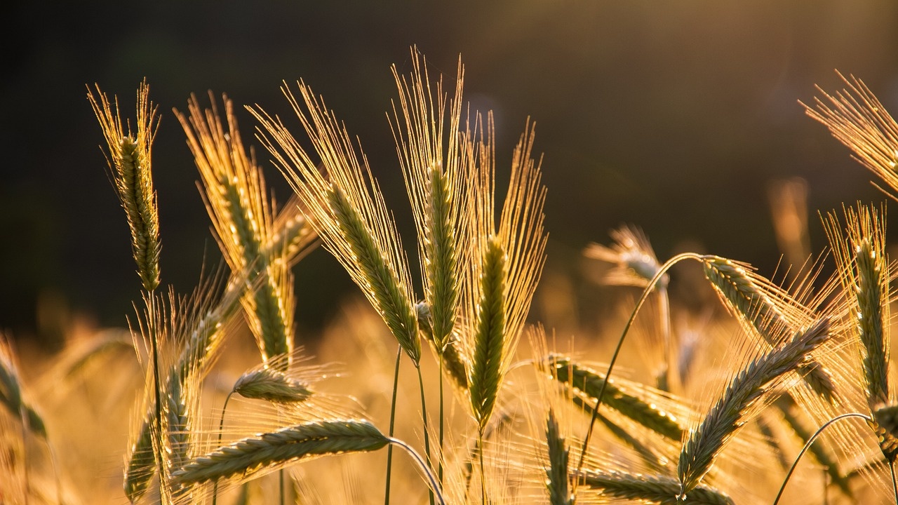 Украйна е изнесла общо 2,56 милиона тона зърно досега за сезон 2023/2024