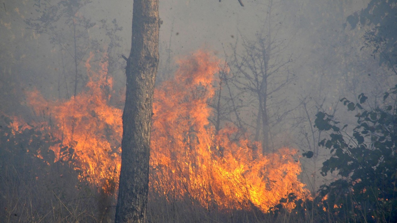 Пожар гори на територията на военния полигон в Змейово
