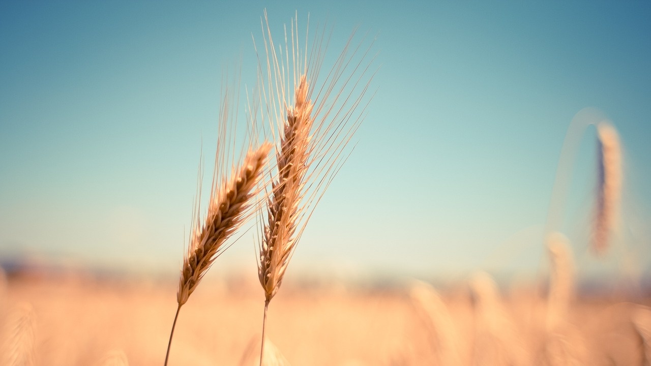 Румъния увеличава износа на украинско зърно