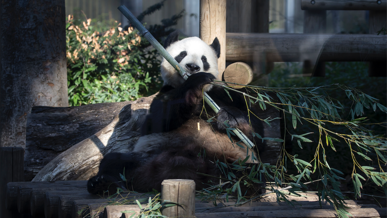 Мъжката панда Ри Ри в Токио отпразнува 18-ия си рожден ден