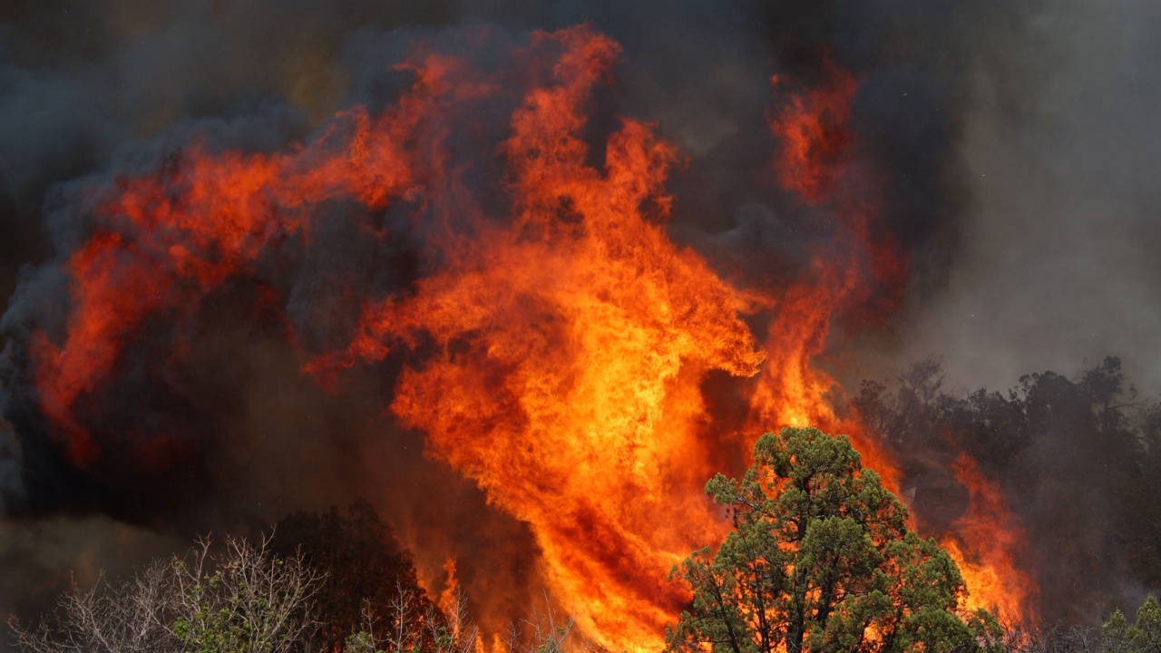 Около 6000 декара смесена гора е засегната от пожара в Сакар планина