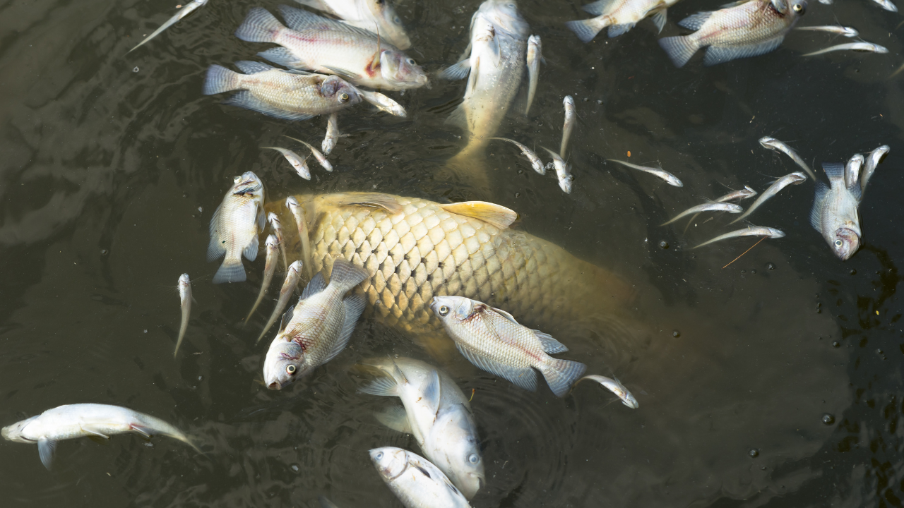 Каква е причината за мъртвата риба в река Черна?