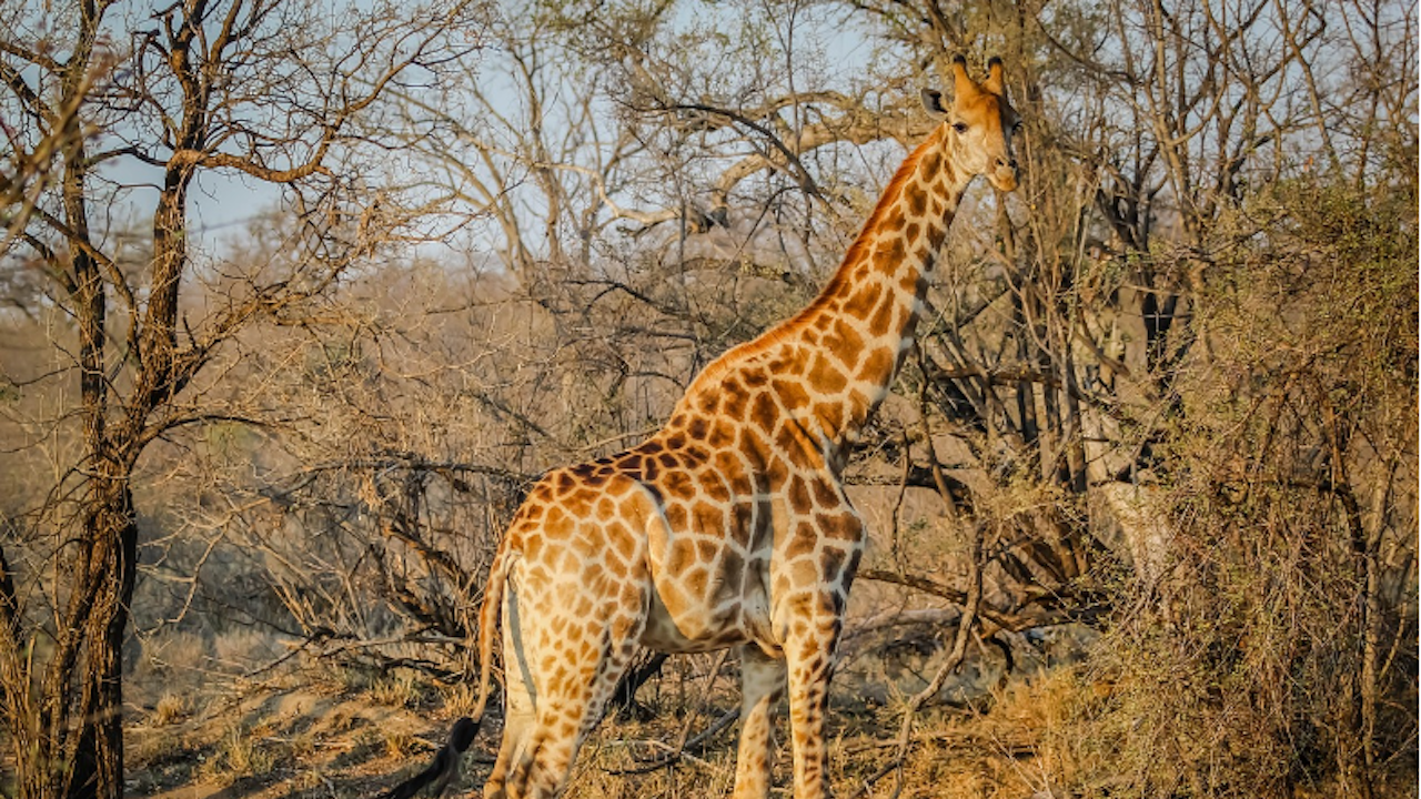 Роди се първият в света жираф без петна