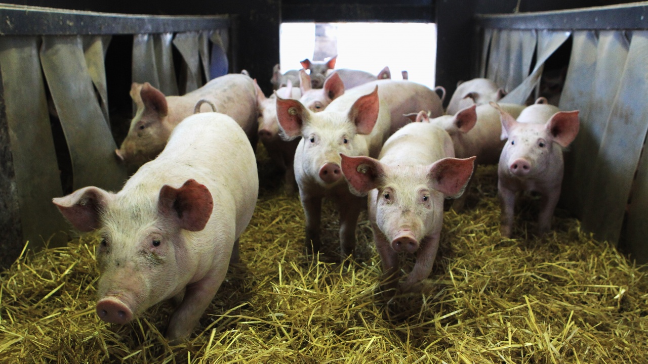 В Сърбия са евтаназирани над 31 000 свине заради африканска чума по свинете