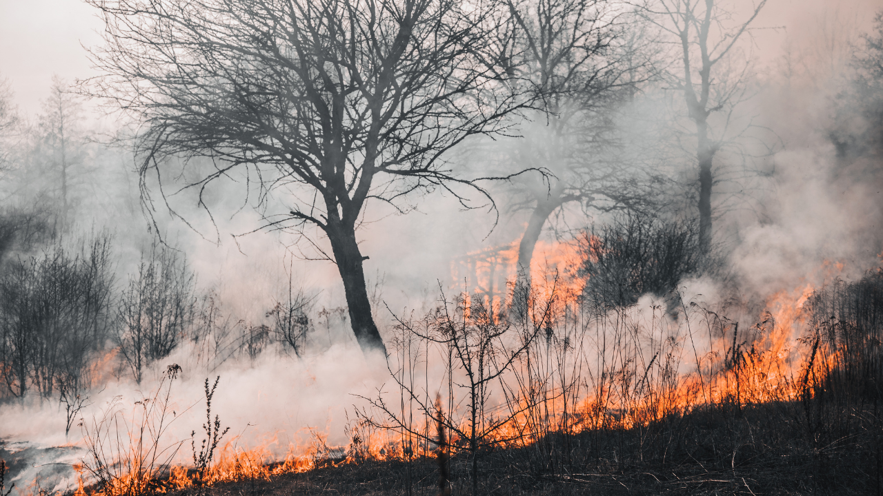 4,2 млн. декара земя е изгоряла за 21 години в Гърция