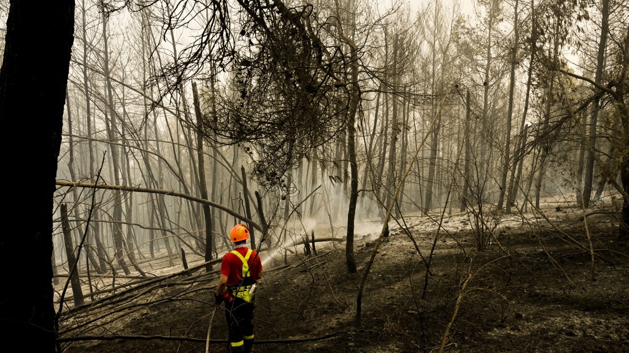 Гърция ще започне незабавно залесяване на опожарените площи