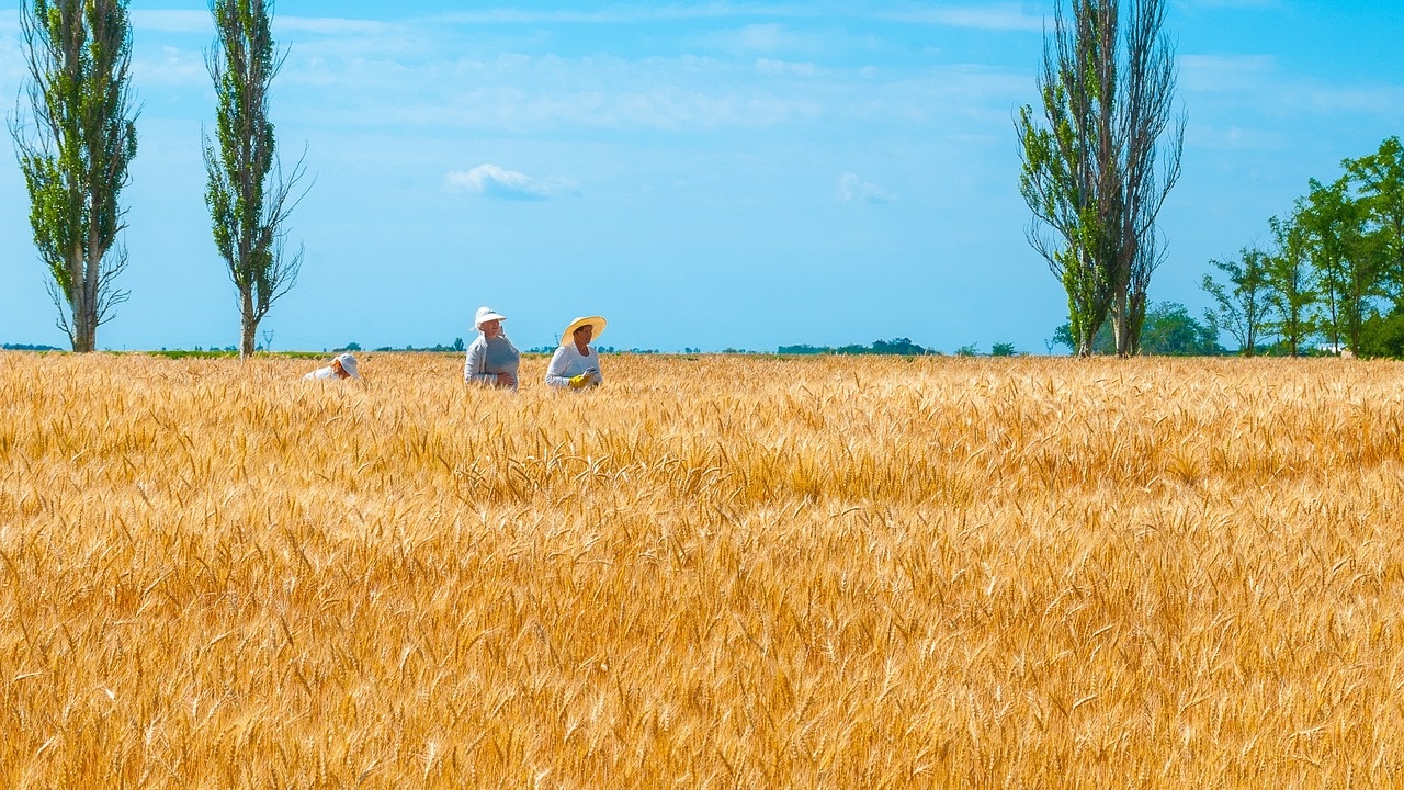 Австралия намалява прогнозата си за добивите на пшеница заради Ел Ниньо