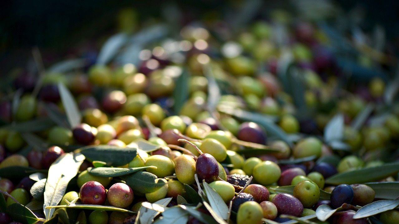ЕС предоставя защита на турските маслини Милас