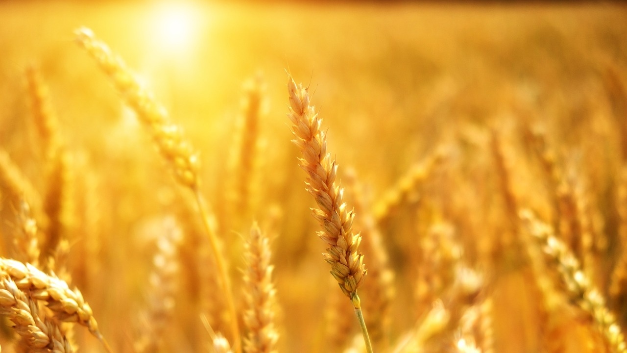 Пазарът на българско зърно замря, сделки за износ в момента се реализират трудно