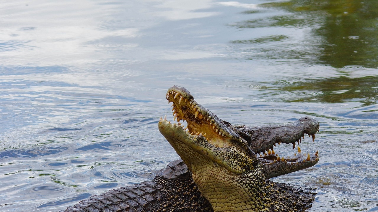 70 крокодила избягаха по време на наводненията в Китай
