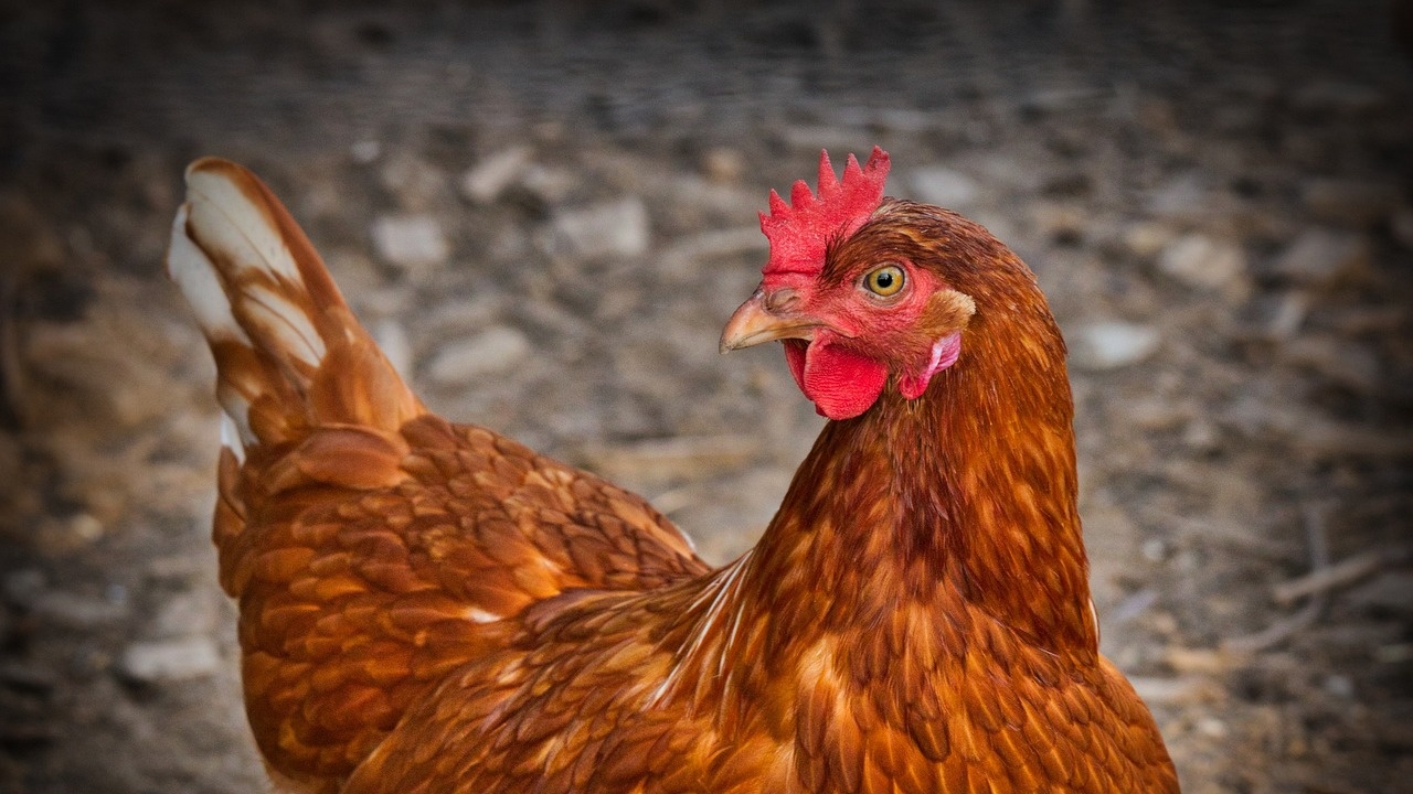 Изкуствен интелект може да преведе кудкудякането на кокошки в човешка реч