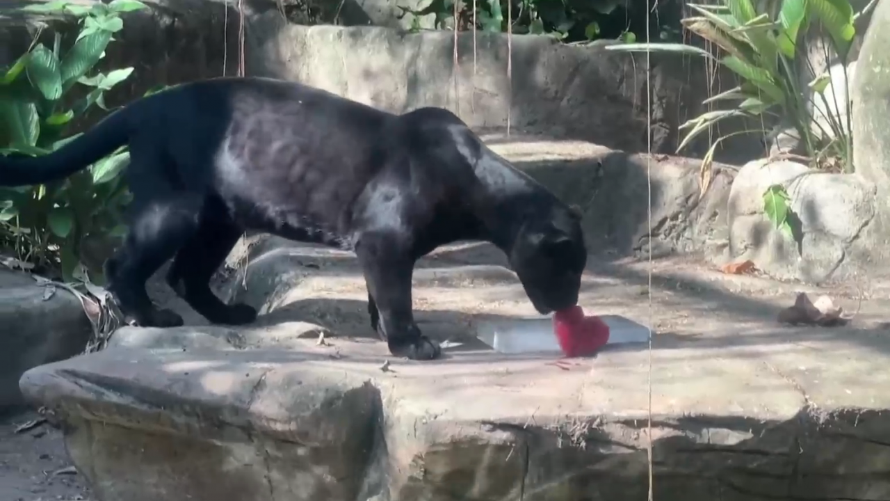 Раздадоха ледени близалки на животните в зоопарка в Рио
