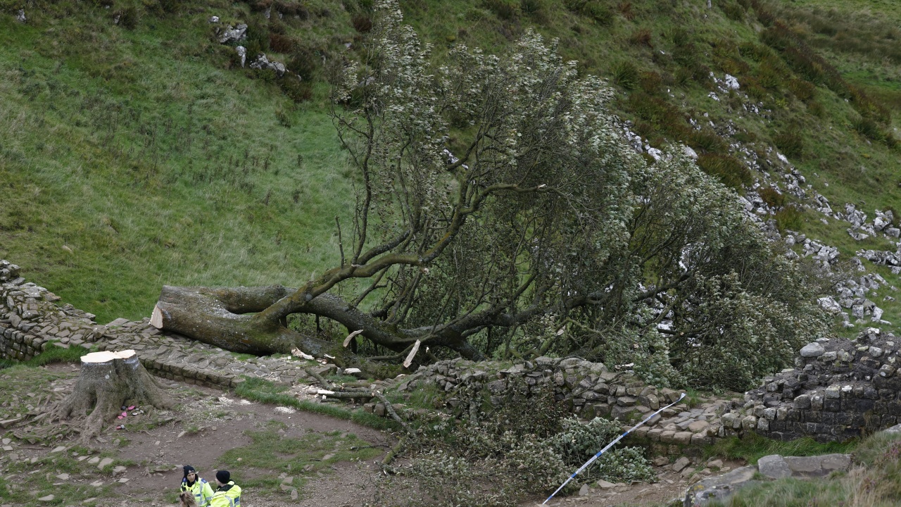 16-годишен отсече легендарното дърво на Робин Худ в Англия